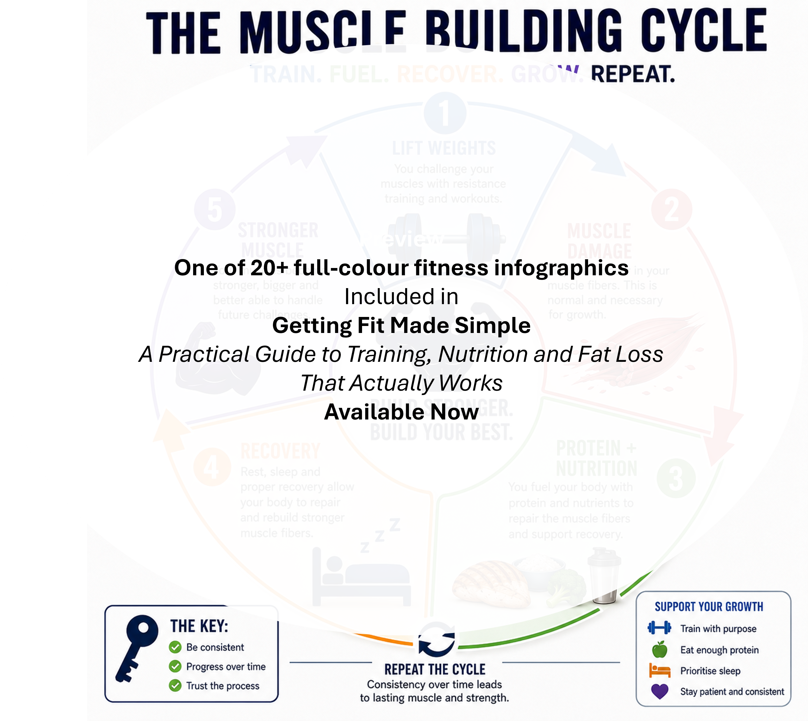 Muscle Building Cycle showing training, recovery, and adaptation leading to increased muscle strength.